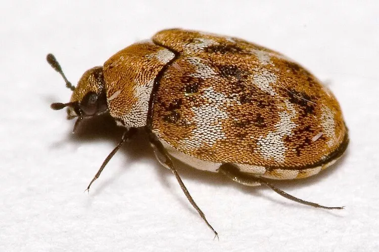 HOW TO: Get rid of CARPET BEETLE! 