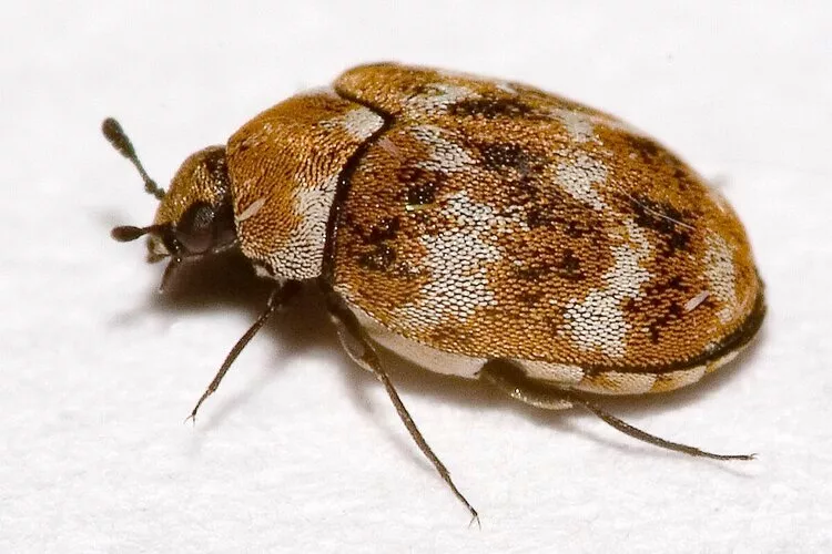 Carpet Beetles: Types of Damage, Prevention and Control in Australia