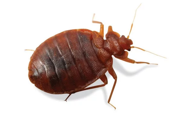 Affordable Bed Bug Treatment Chicago