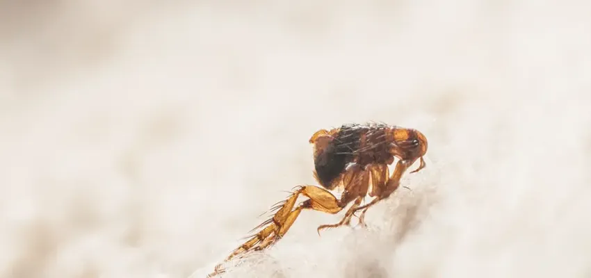 Jumping Flea