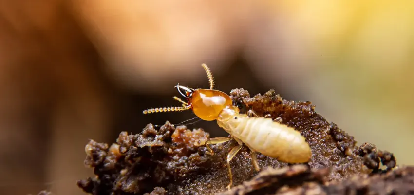 Termite