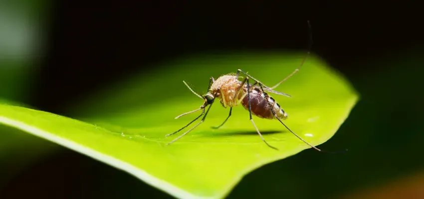 Mosquito on Green Leaf