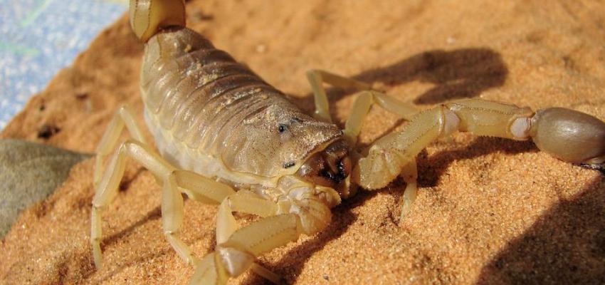 Scorpion