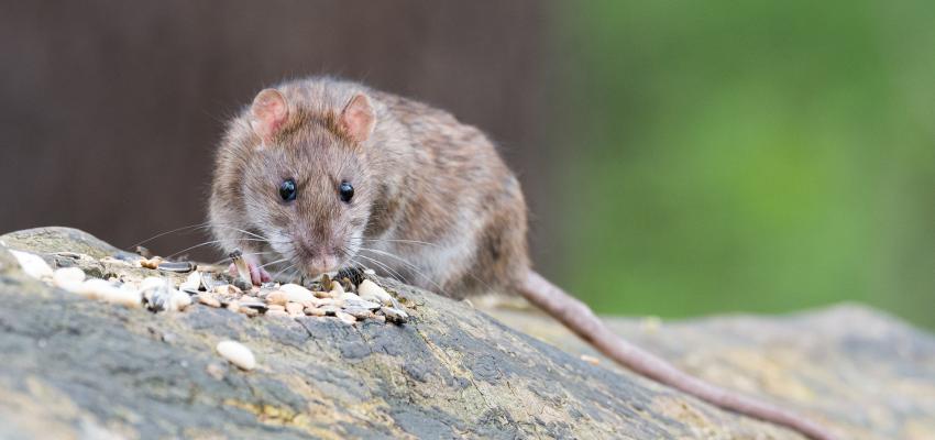Norway Rat