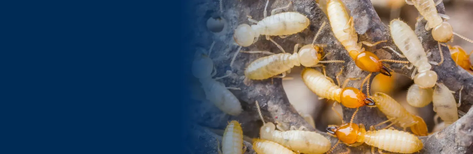 Termites on wood