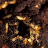 termite infestation