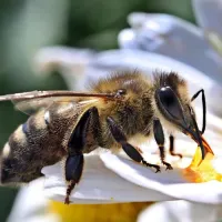 bee on a flower