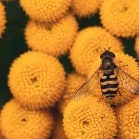 Sweat Bee