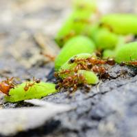 pharaoh ants