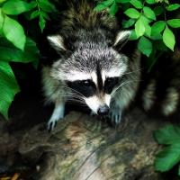 Raccoon Setting in a Bush