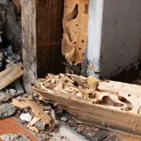 termite damage to the structure of a home