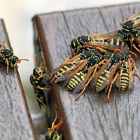 wasps