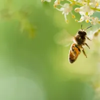 bee flying near flower
