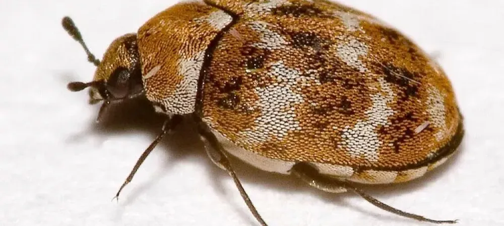 How To Find Carpet Beetles In Your Home