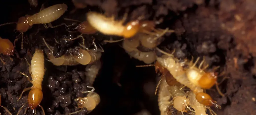 termite infestation