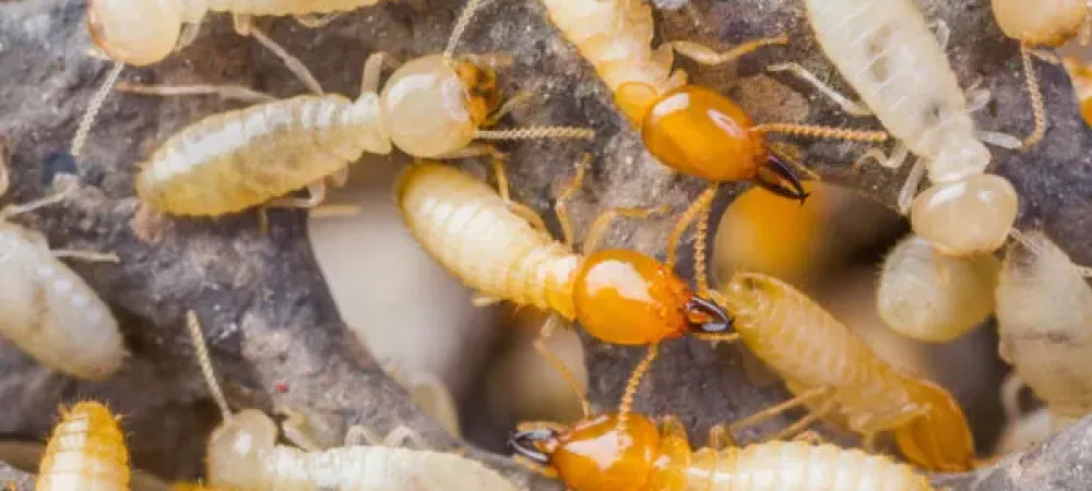 termites