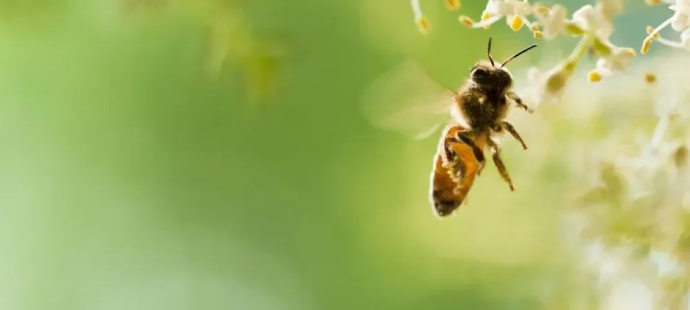 bee flying near flower