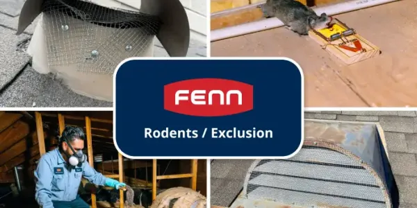 fenn_yelp-portfolio_rodents
