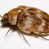 carpet beetle
